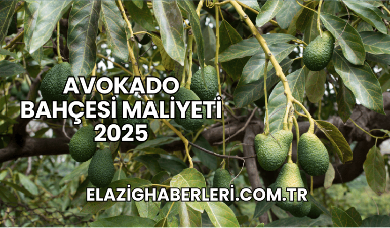 Avokado Bahçesi Maliyeti 2025