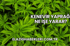 Kenevir Yaprağı Ne İşe Yarar?